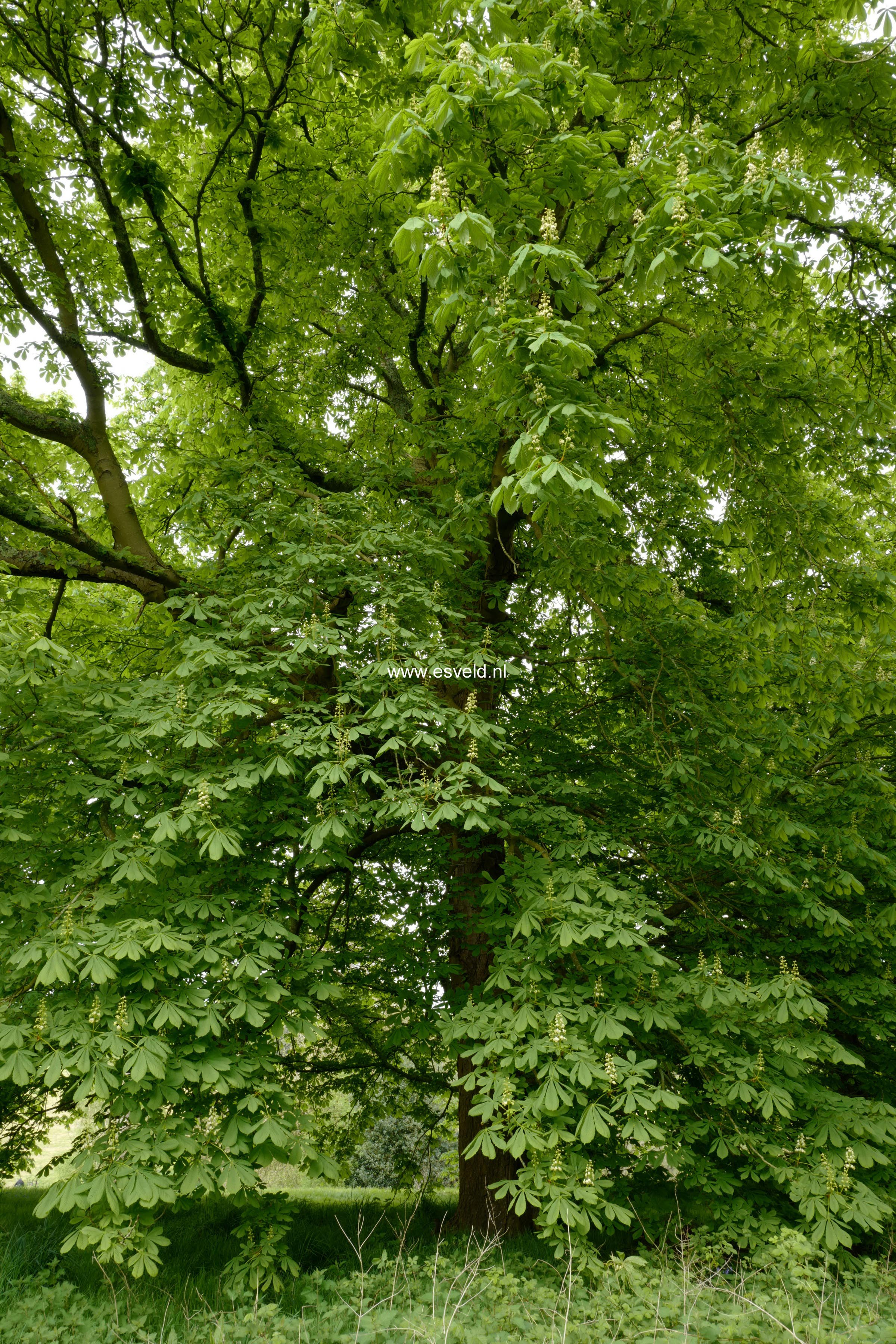 Aesculus hippocastanum