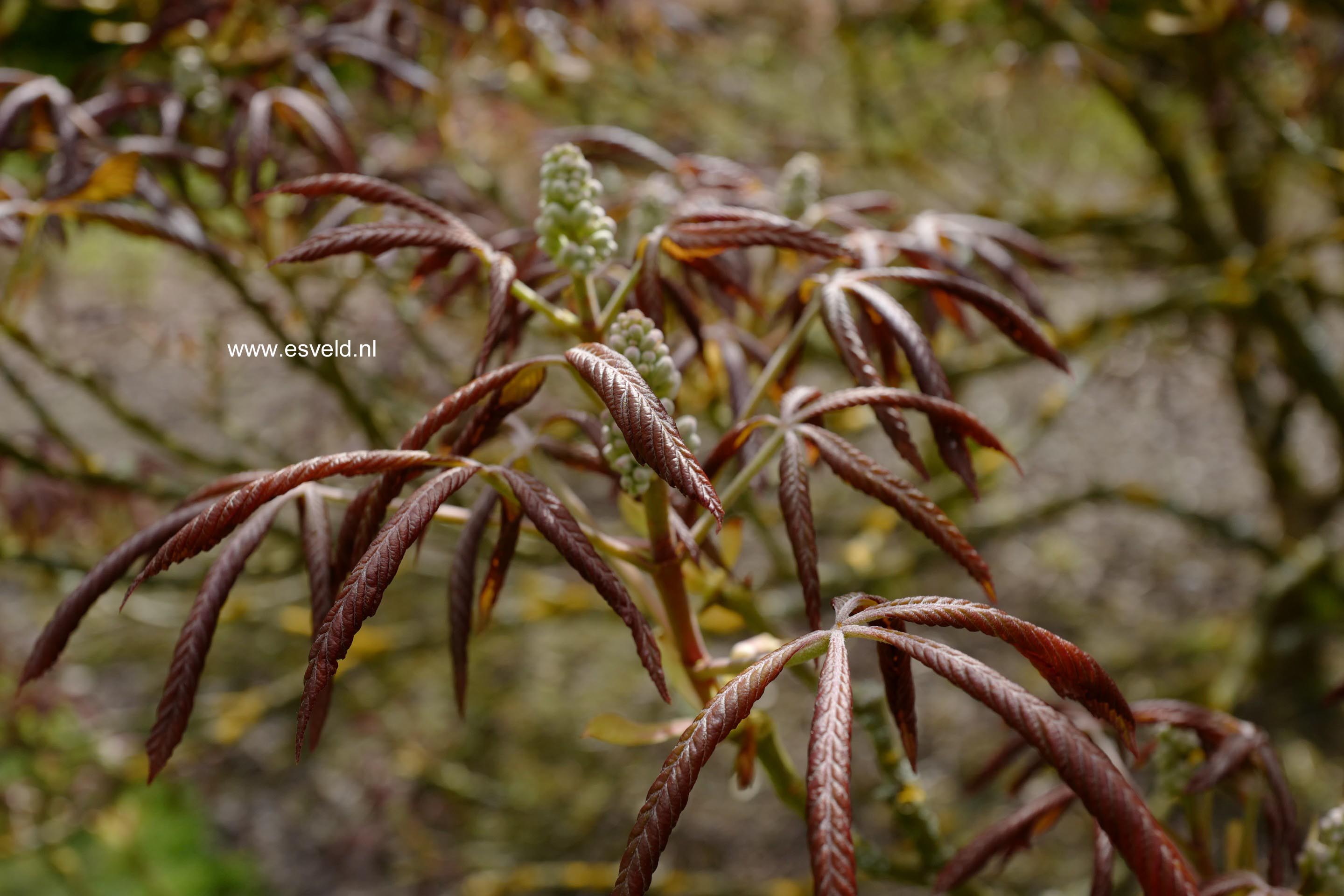 Aesculus mutabilis 'Induta'