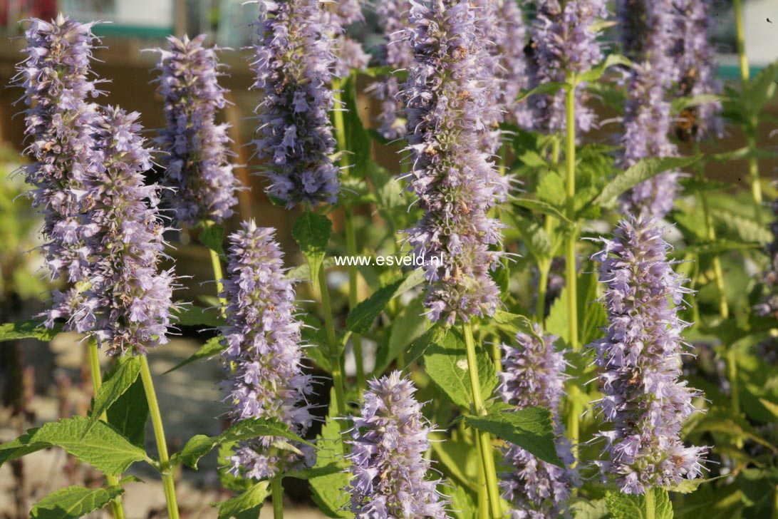 Agastache 'Blue Fortune'