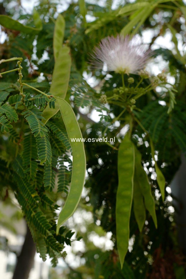 Albizia julibrissin