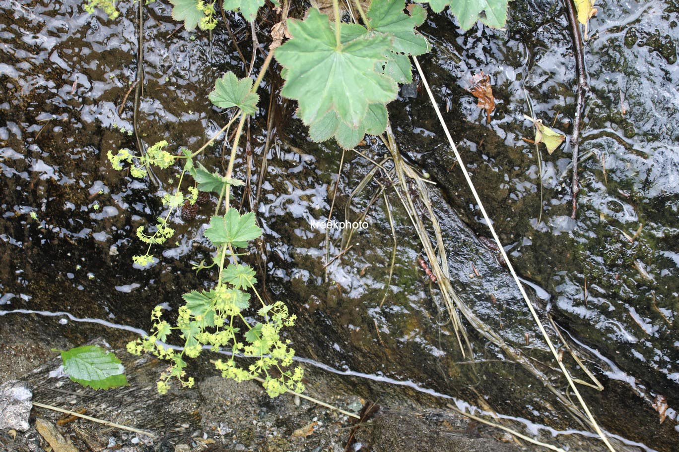 Alchemilla vulgaris