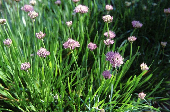 Allium senescens