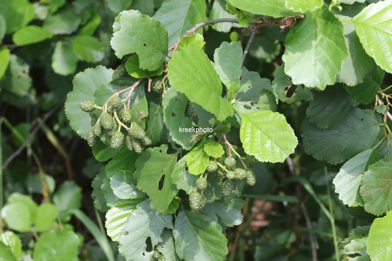 Alnus glutinosa