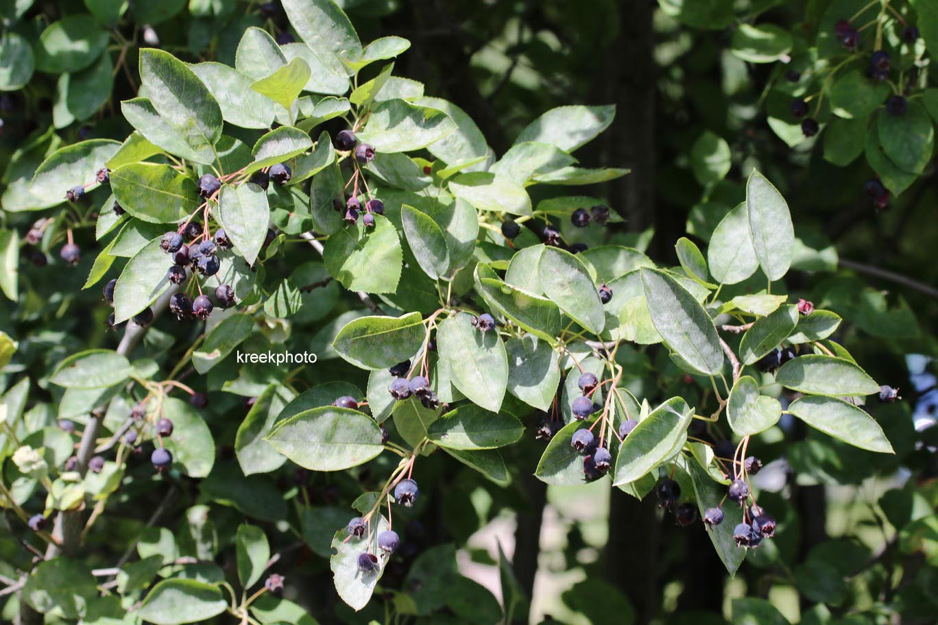 Amelanchier laevis