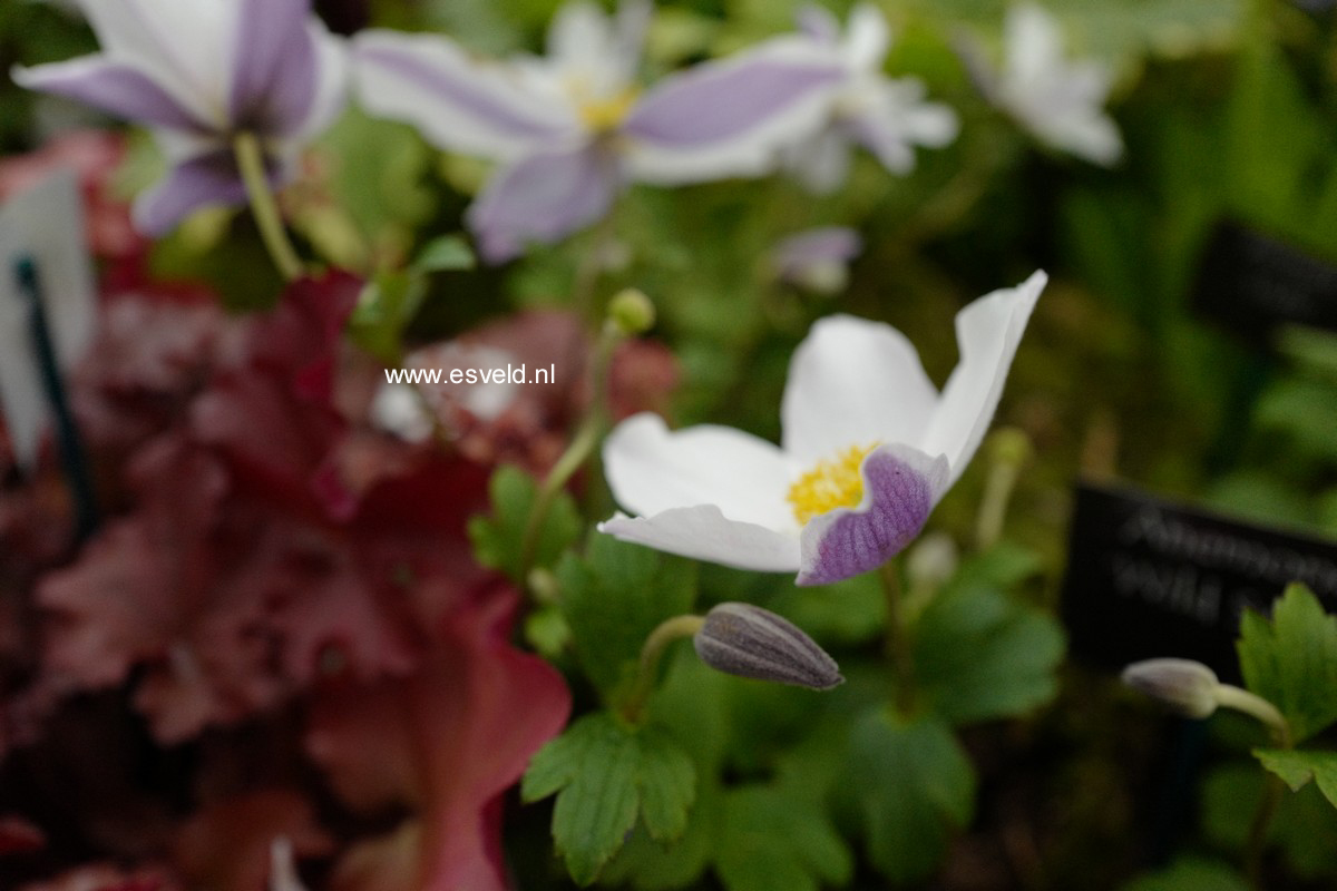 Anemone hybrida 'Wild Swan'