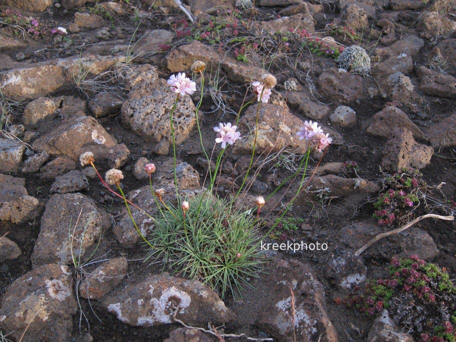 Armeria maritima