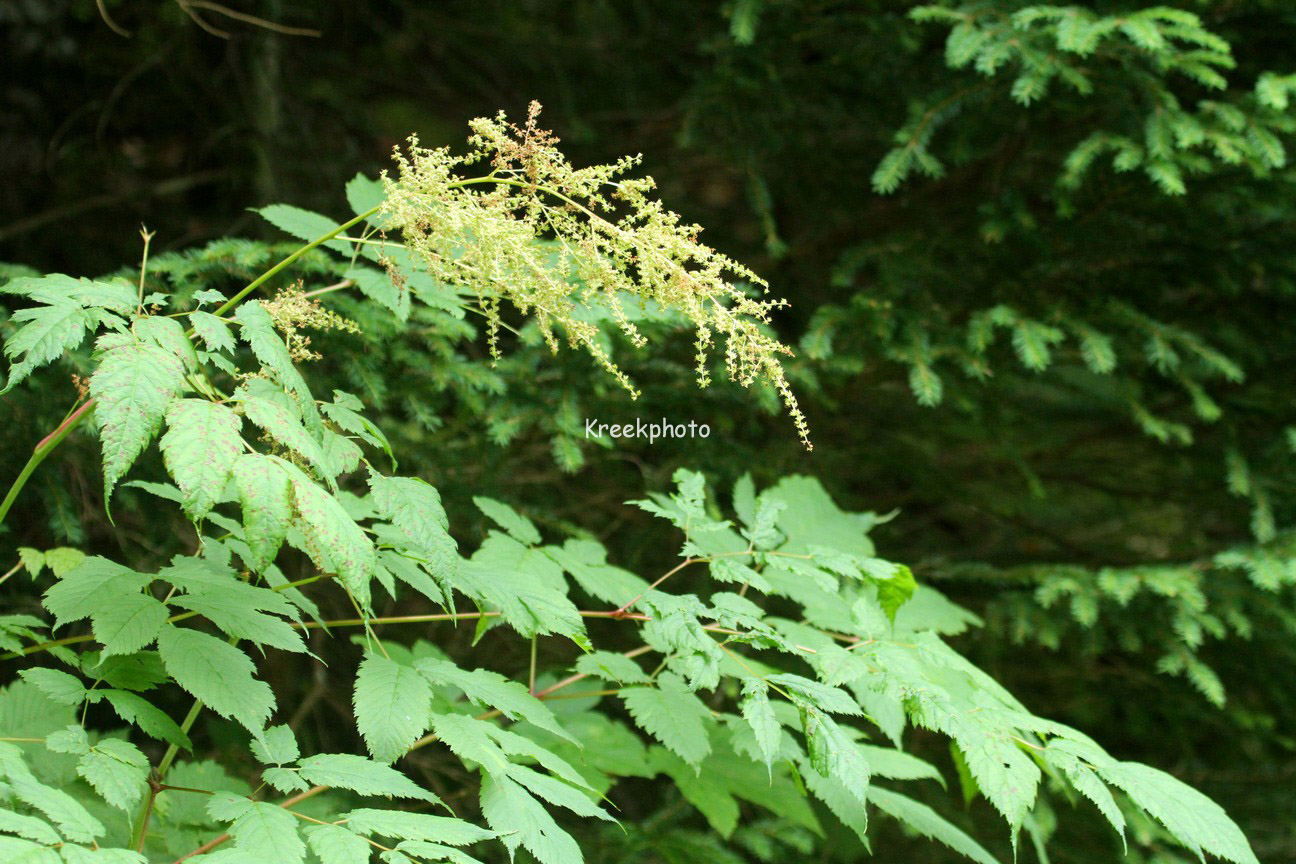 Aruncus dioicus