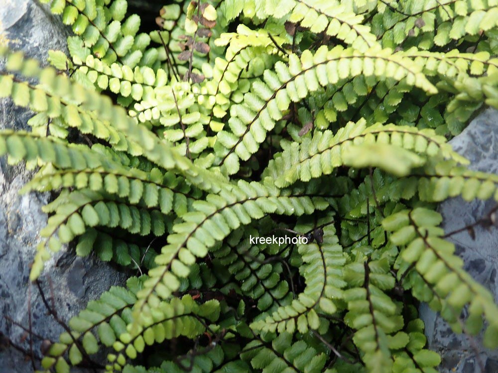Asplenium trichomanes