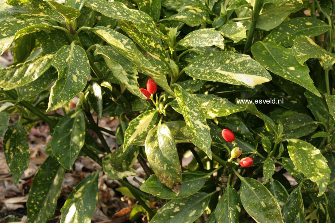 Aucuba japonica 'Picturata'