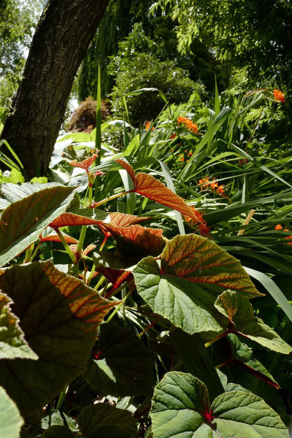 Begonia grandis