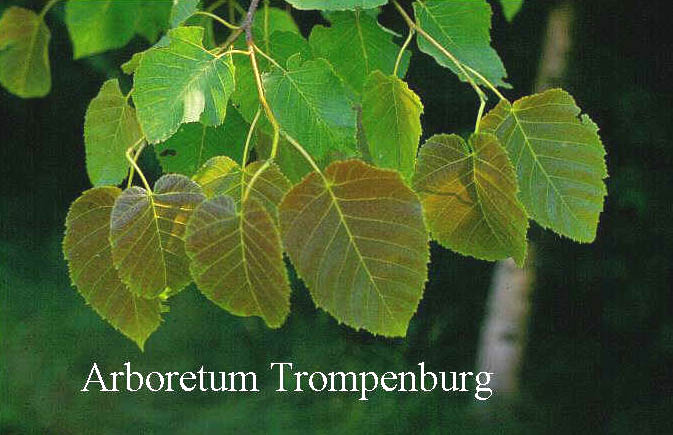 Betula maximowicziana