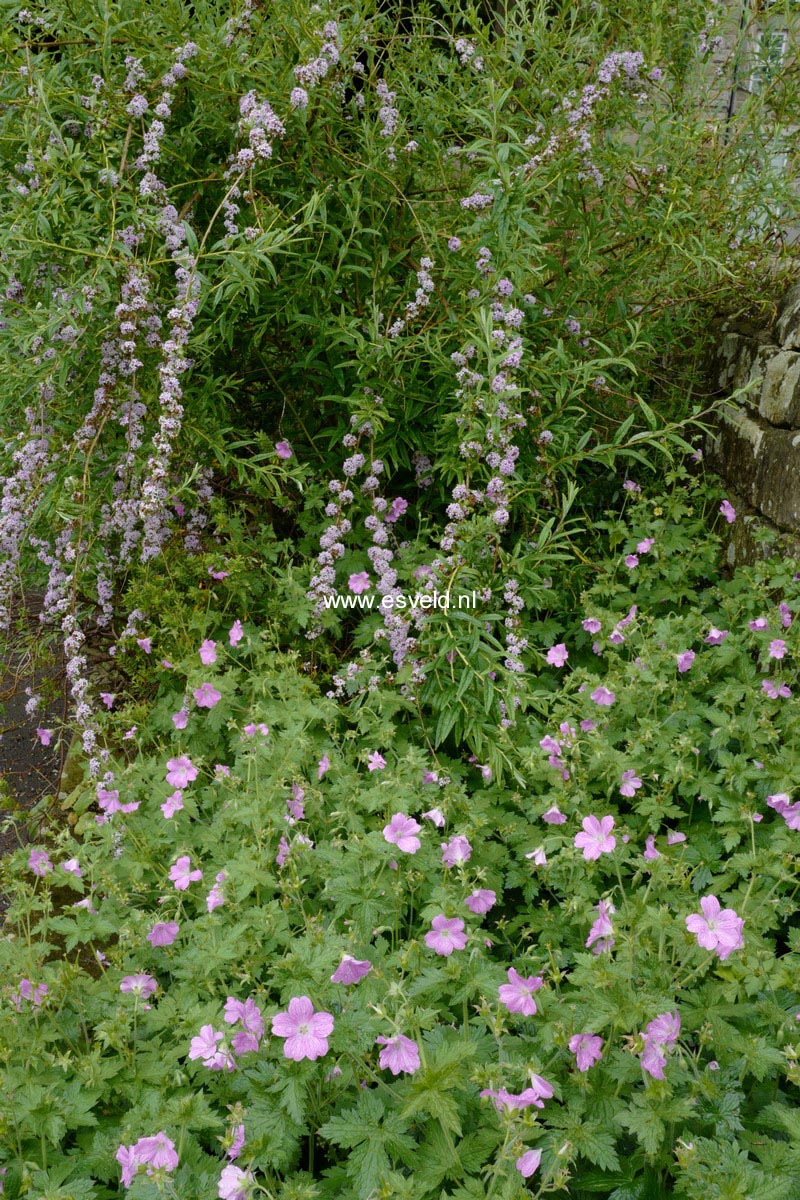 Buddleja alternifolia