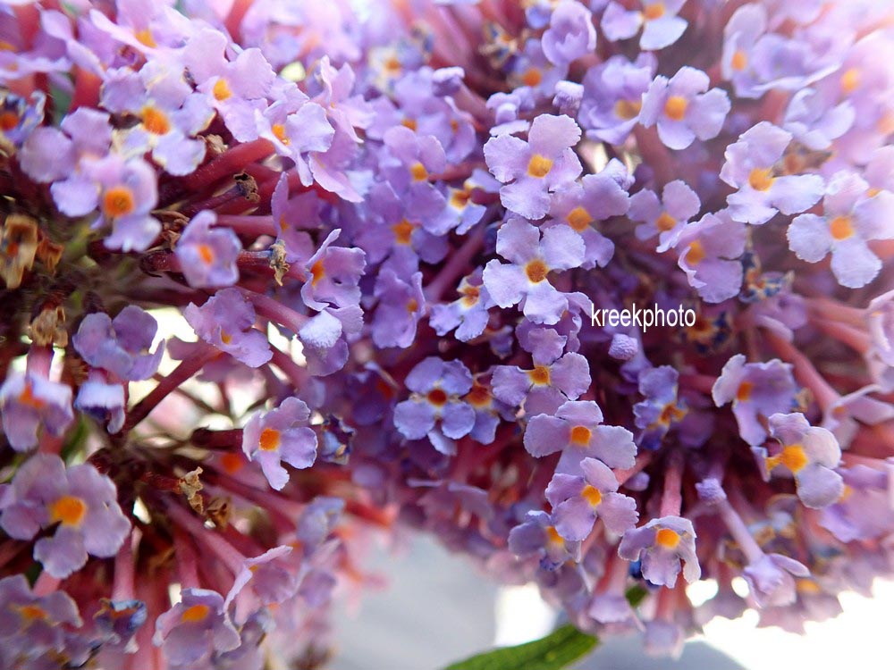 Buddleja davidii
