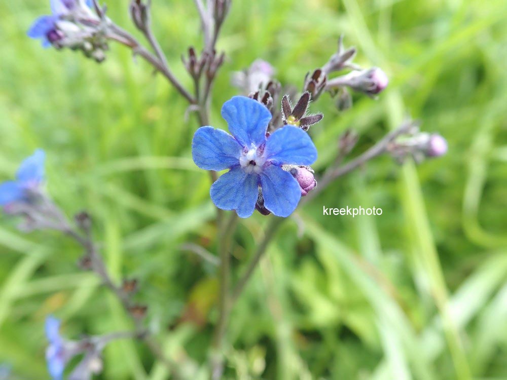 Buglossoides purpurocaerulea