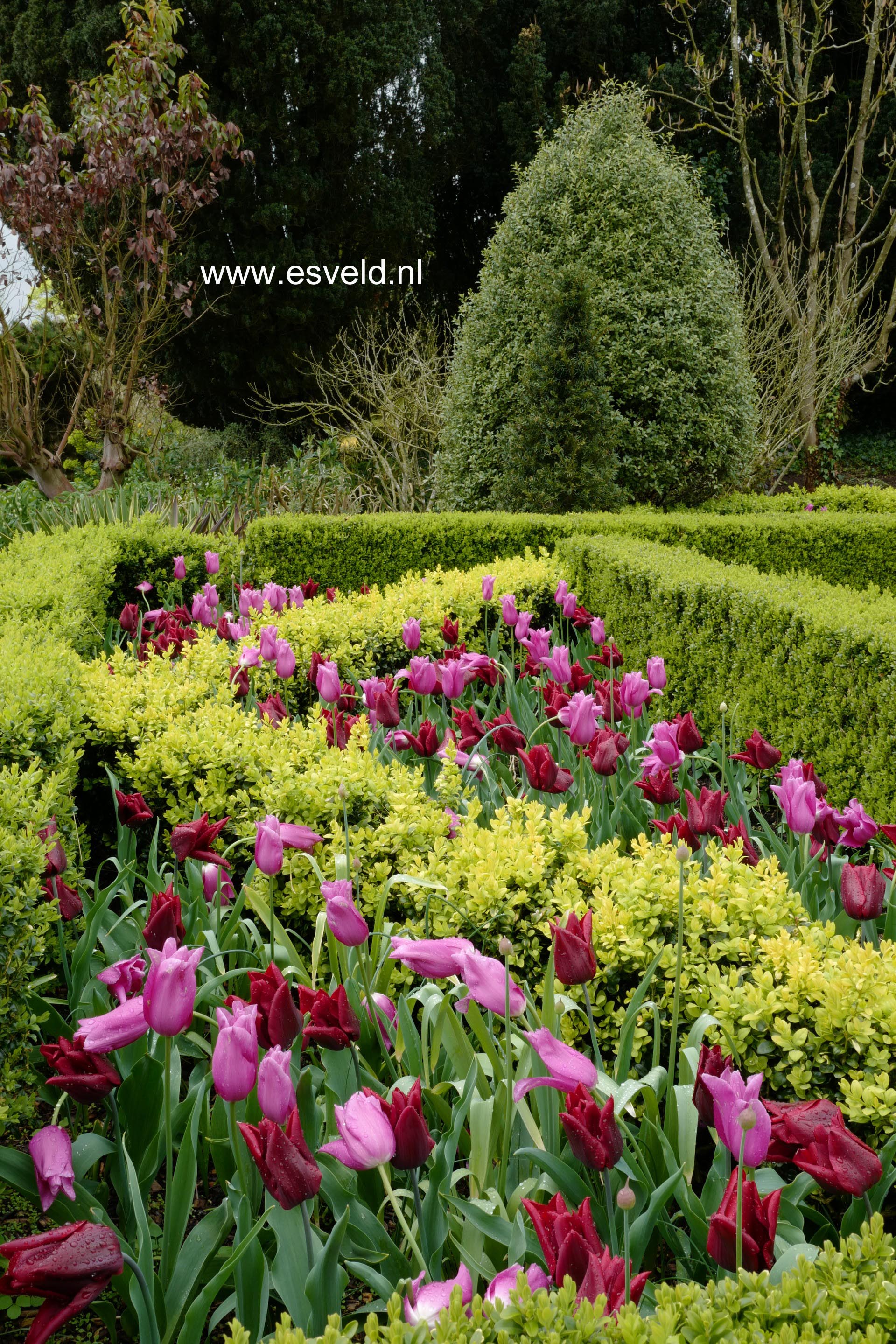 Buxus sempervirens 'Latifolia Maculata'