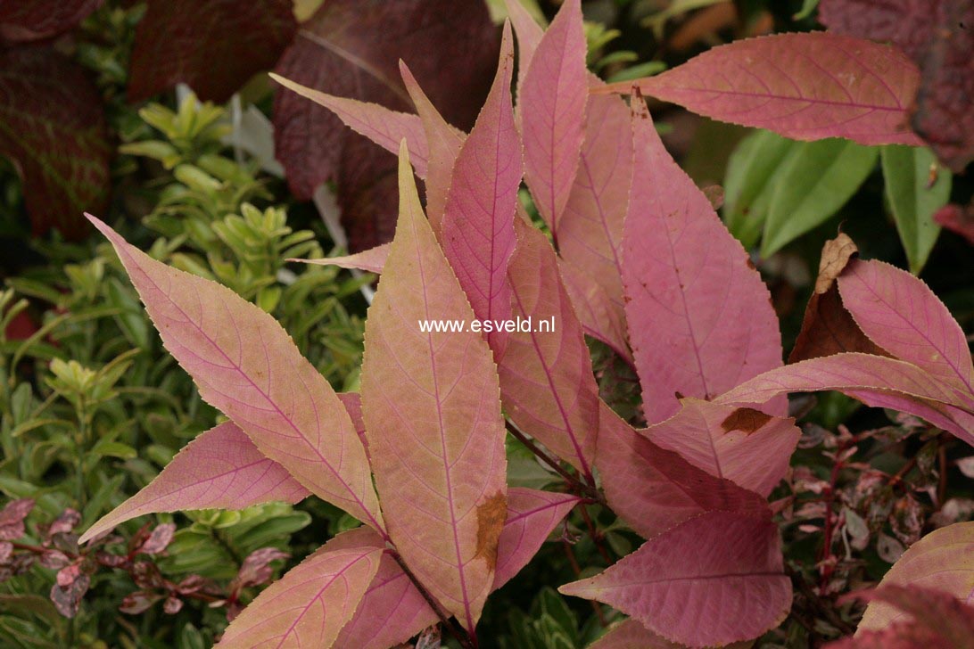 Callicarpa kwangtungensis