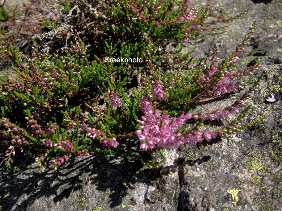 Calluna vulgaris