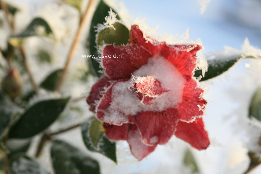 Camellia 'Freedom Bell'