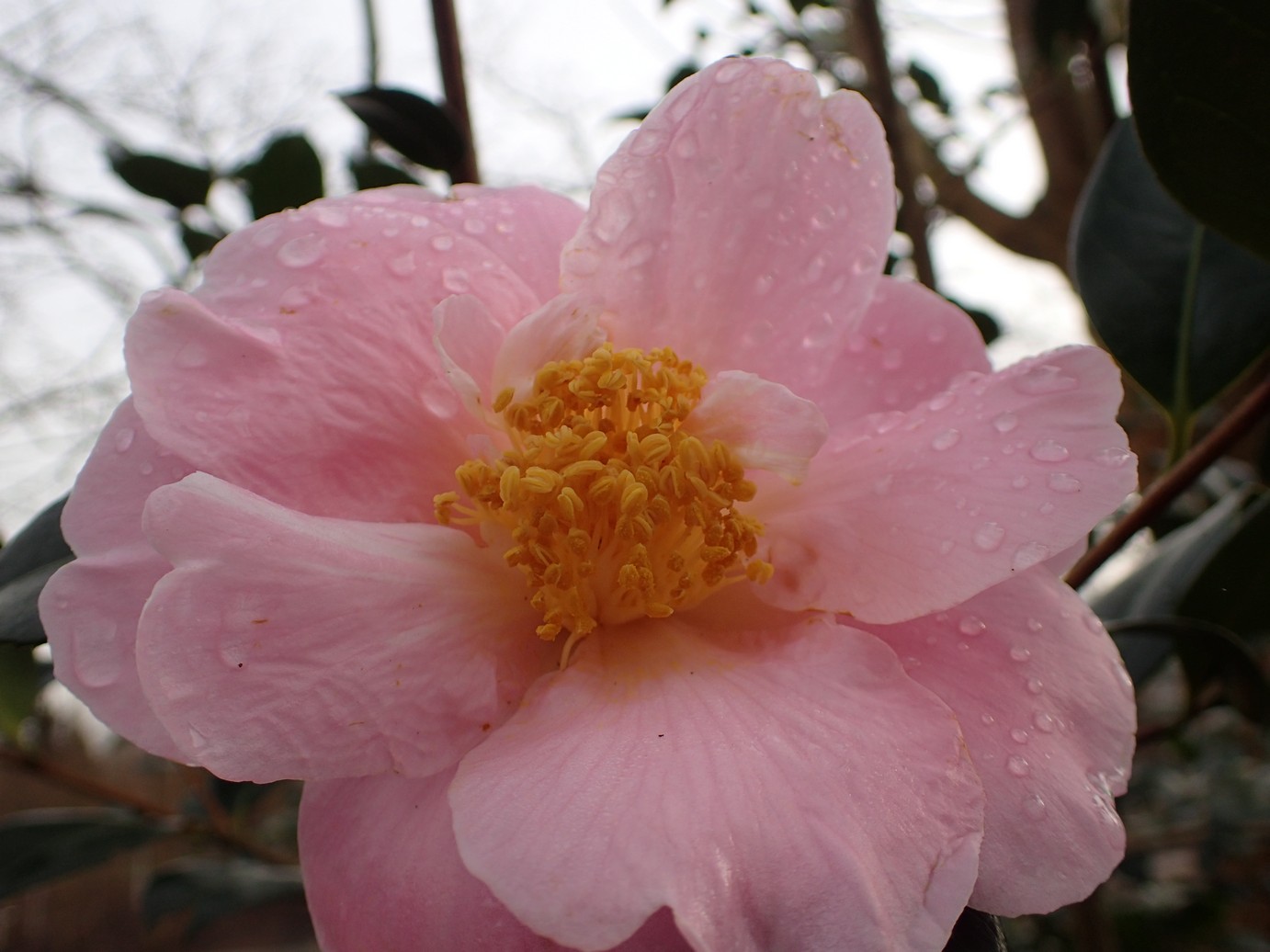 Camellia 'Pink Icicle'