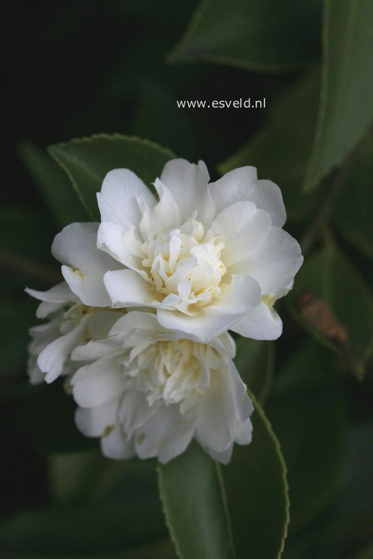 Camellia 'Snow Flurry'