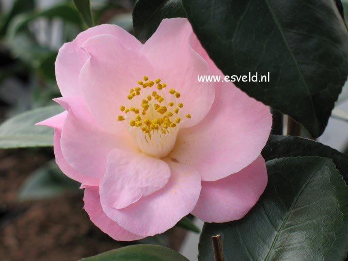 Camellia japonica 'Berenice Boddy'