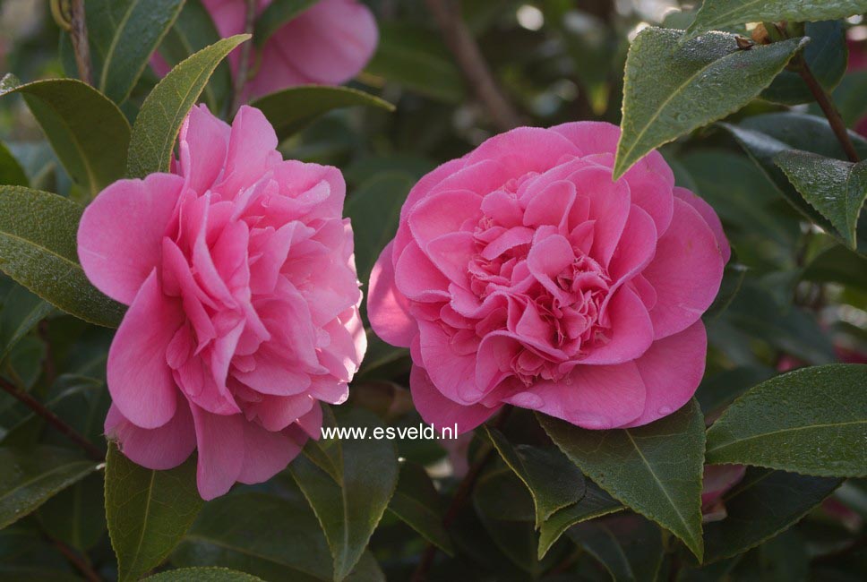 Camellia japonica 'Debbie'