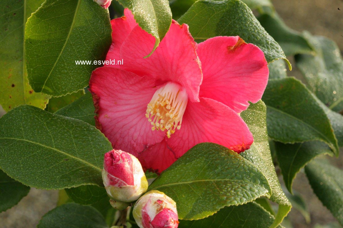 Camellia japonica 'Gloire de Nantes'