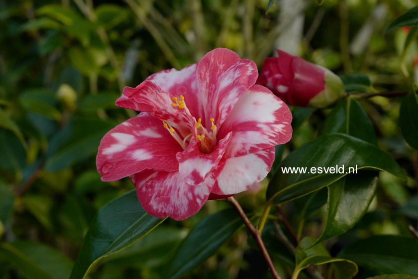 Camellia japonica 'Masayoshi'