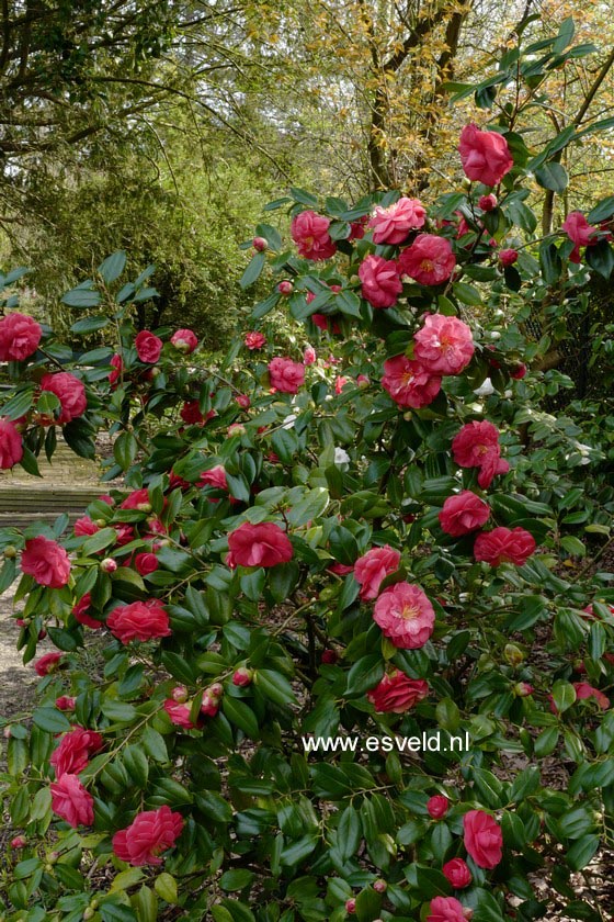 Camellia japonica 'Mathotiana'