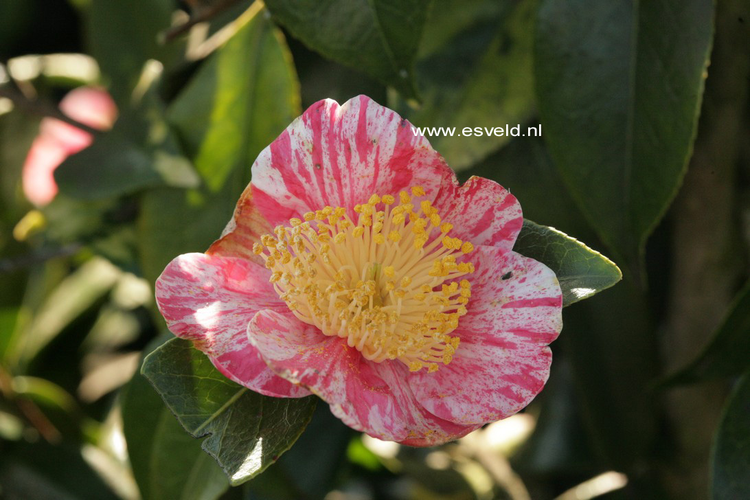 Camellia japonica