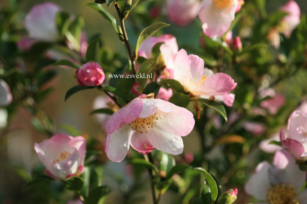 Camellia sasanqua 'Rainbow'