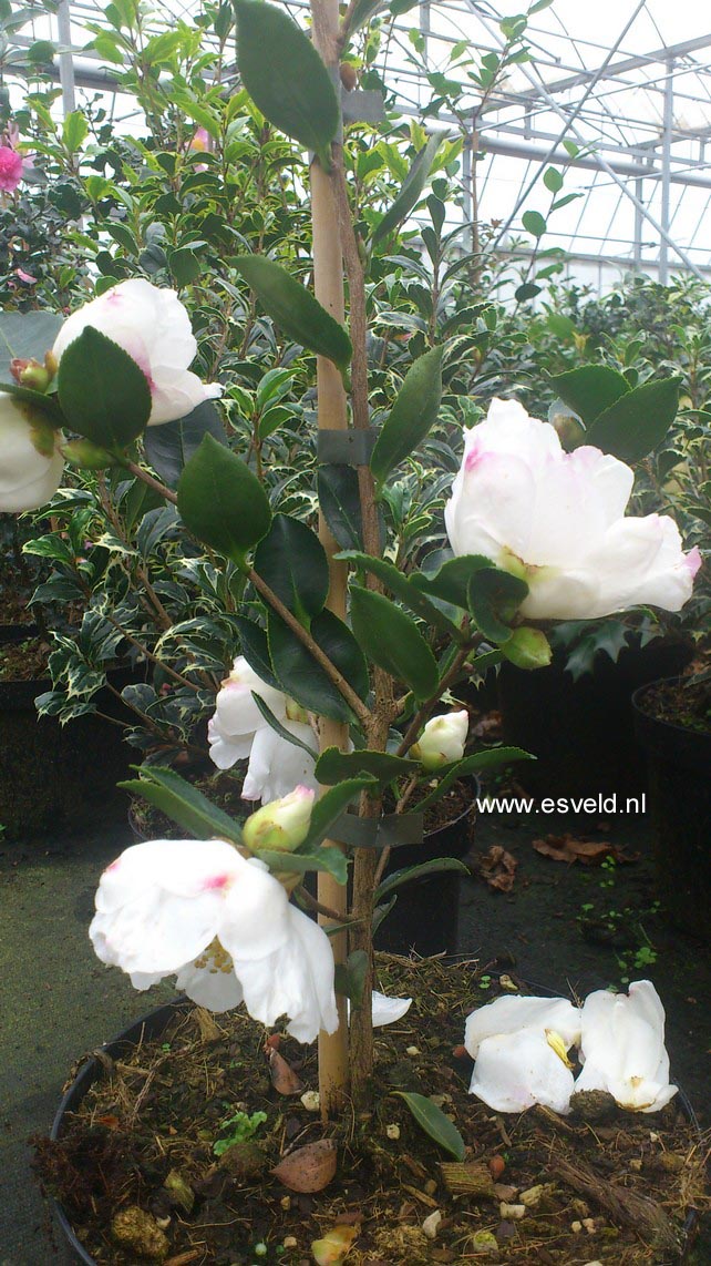 Camellia sasanqua 'Yoimachi'
