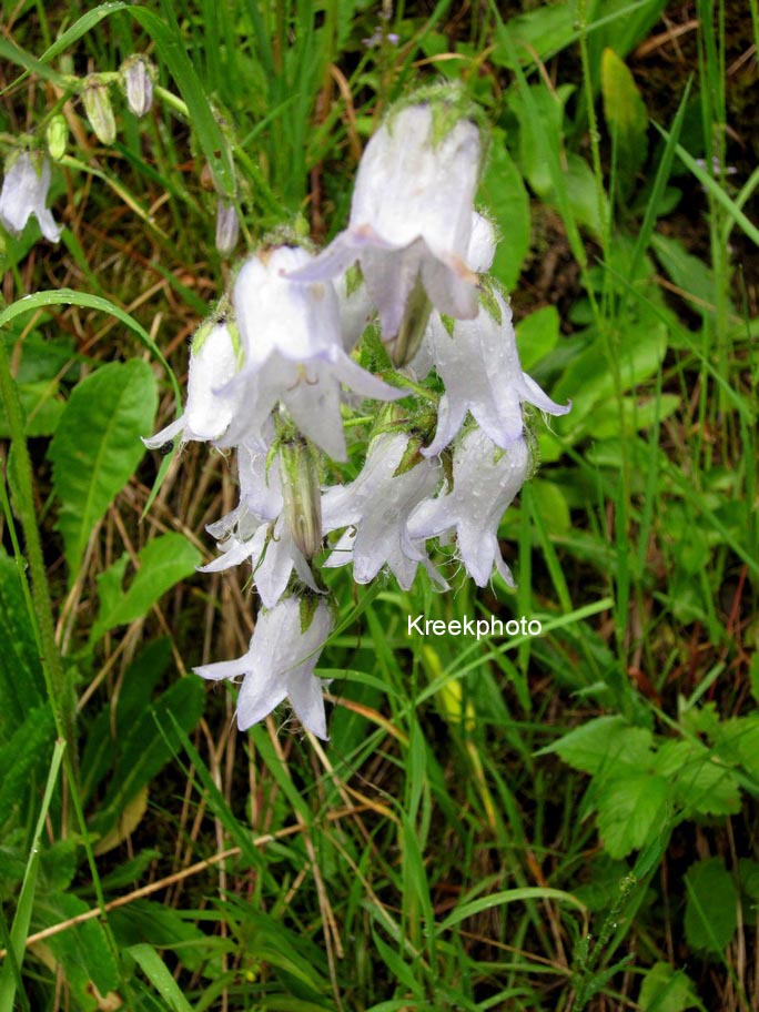 Campanula barbata