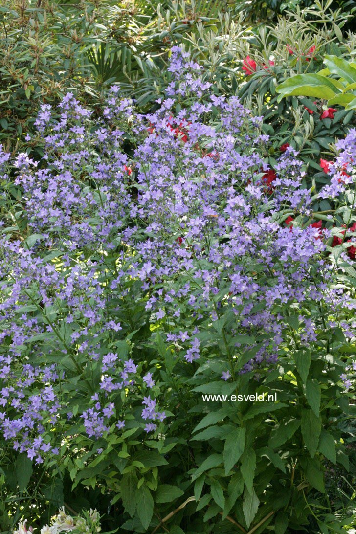 Campanula lactiflora 'Prichard's Variety'