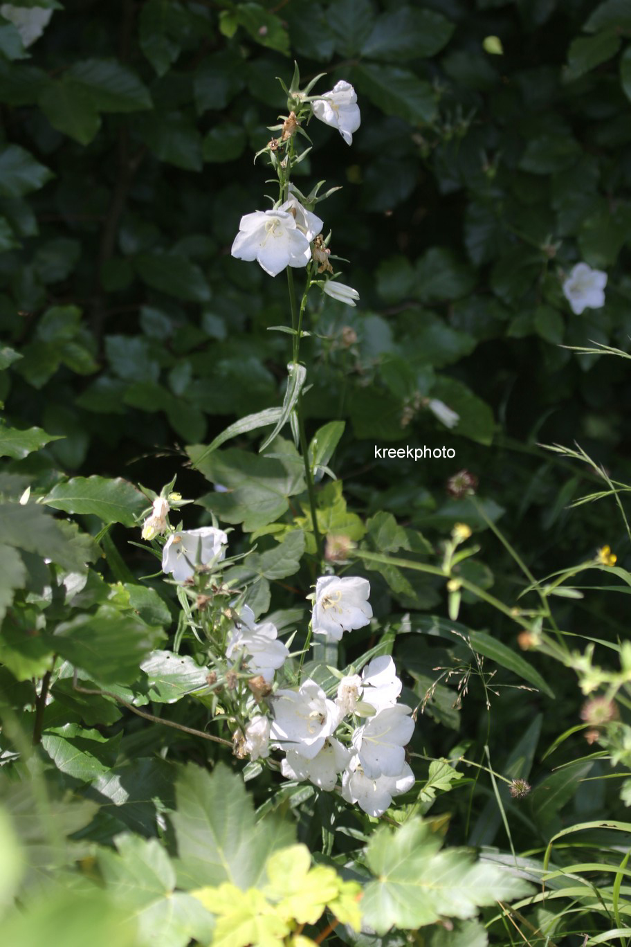 Campanula rotundifolia