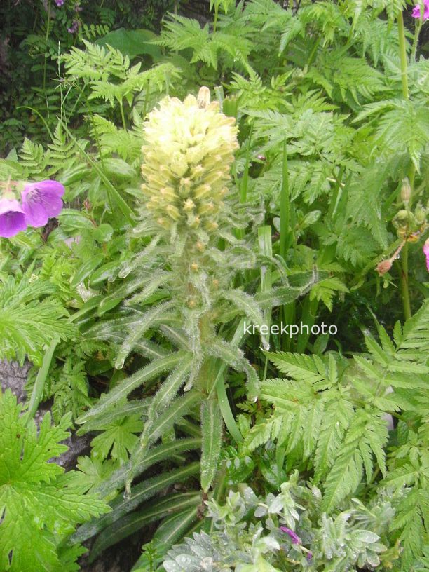Campanula thyrsoides