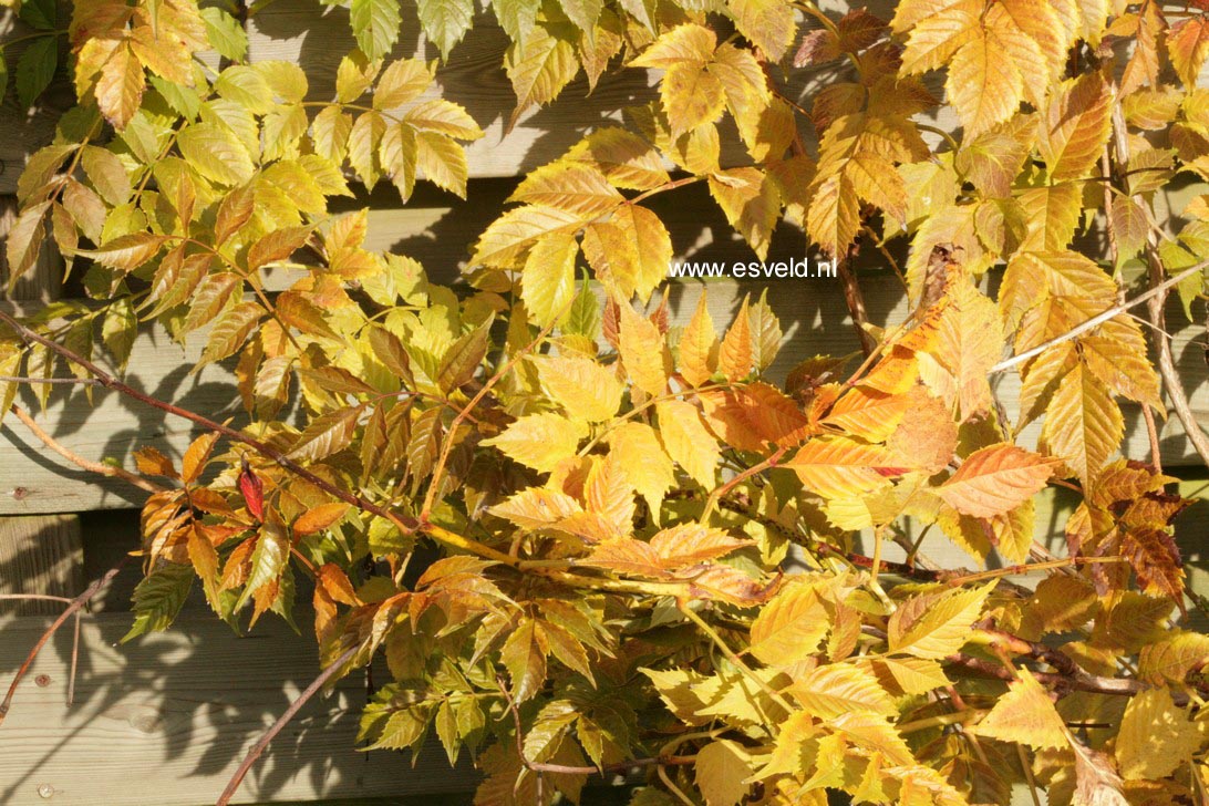 Campsis grandiflora 'Fransa'
