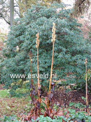 Cardiocrinum giganteum