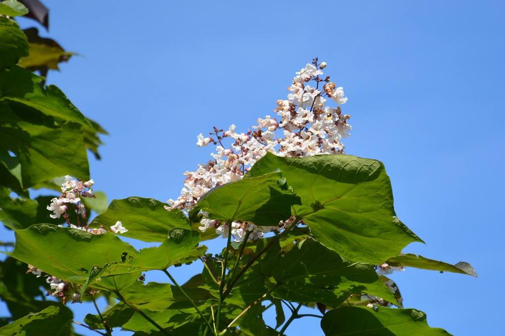 Catalpa ovata