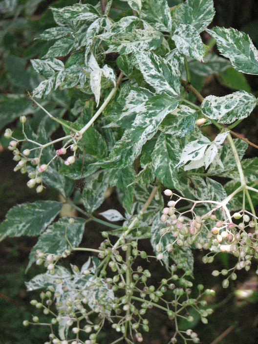 Catalpa speciosa 'Pulverulenta'
