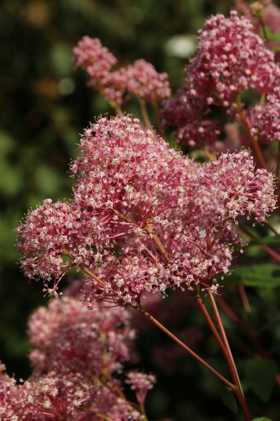 Ceanothus pallidus 'Marie Simon'