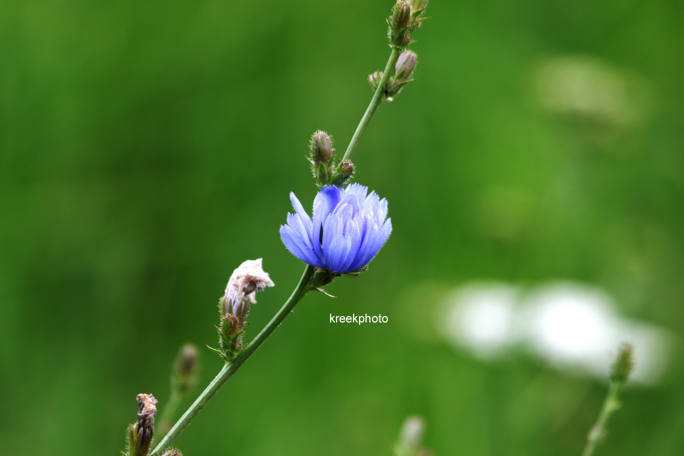 Cichorium intybus