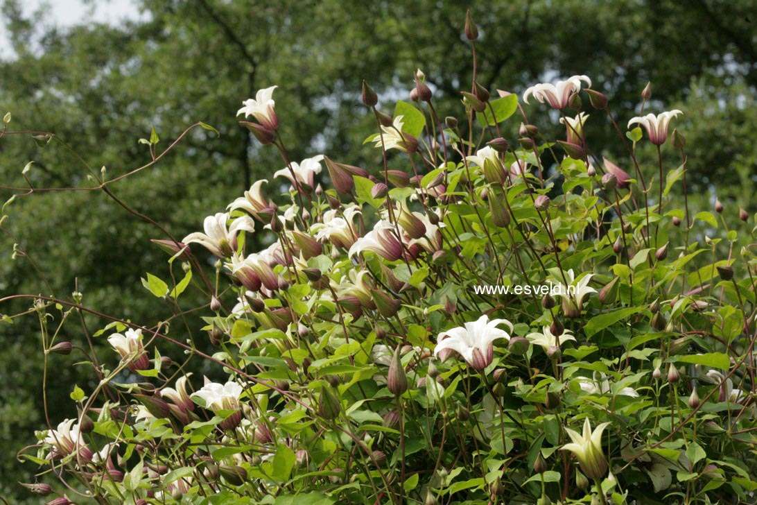 Clematis 'Zoprika' (PRINCESS KATE)