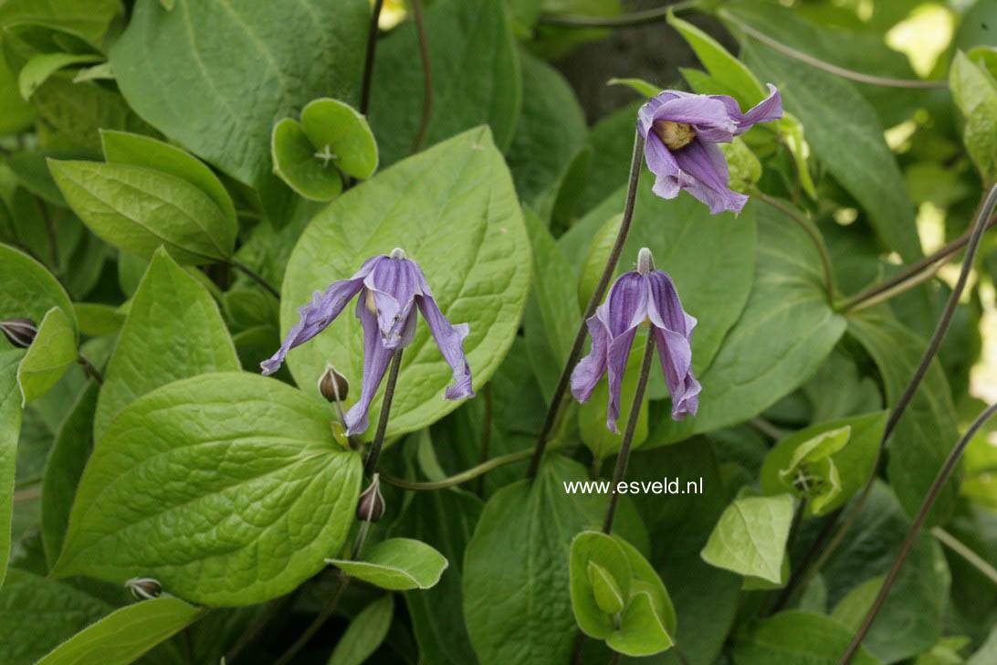 Clematis integrifolia