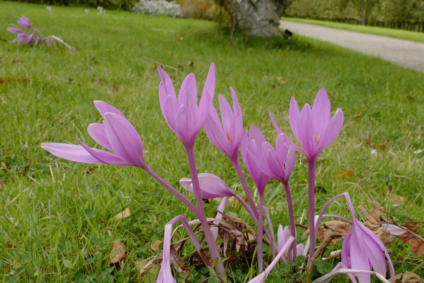 Colchicum autumnale