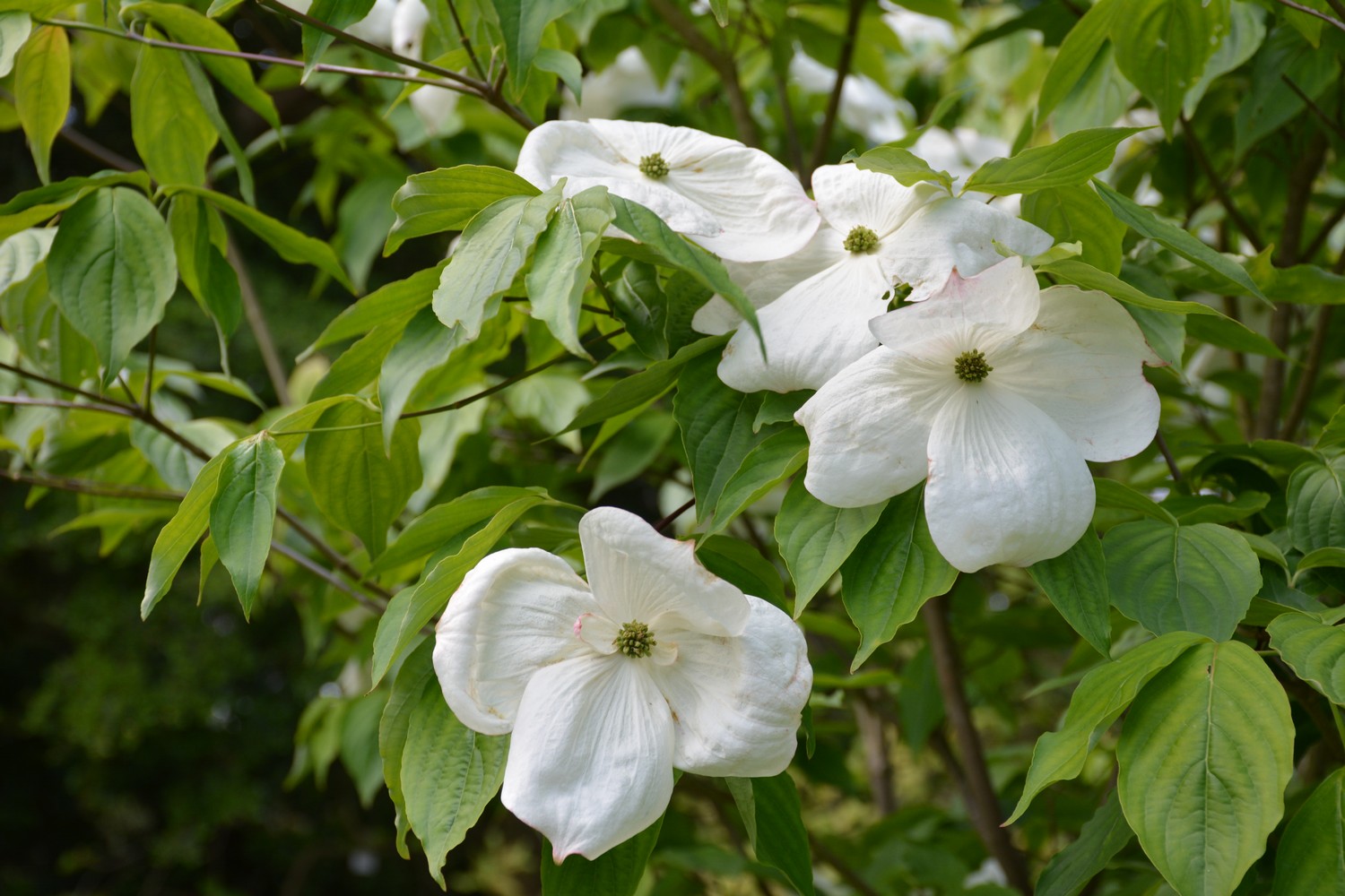 Cornus 'Rutban' (AURORA)