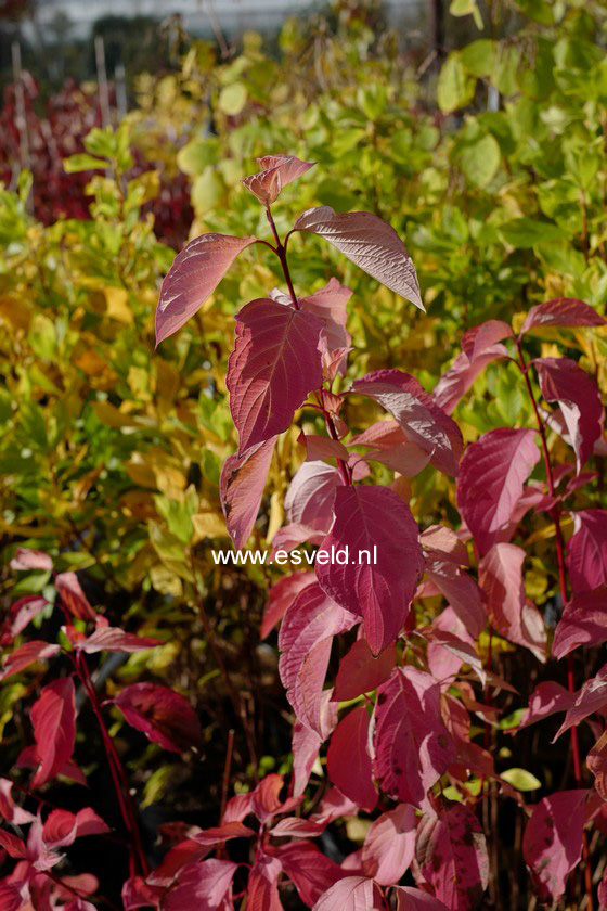 Cornus alba 'Aurea'