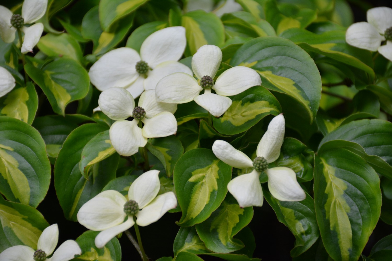 Cornus kousa 'Gold Star'