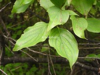 Cornus mas