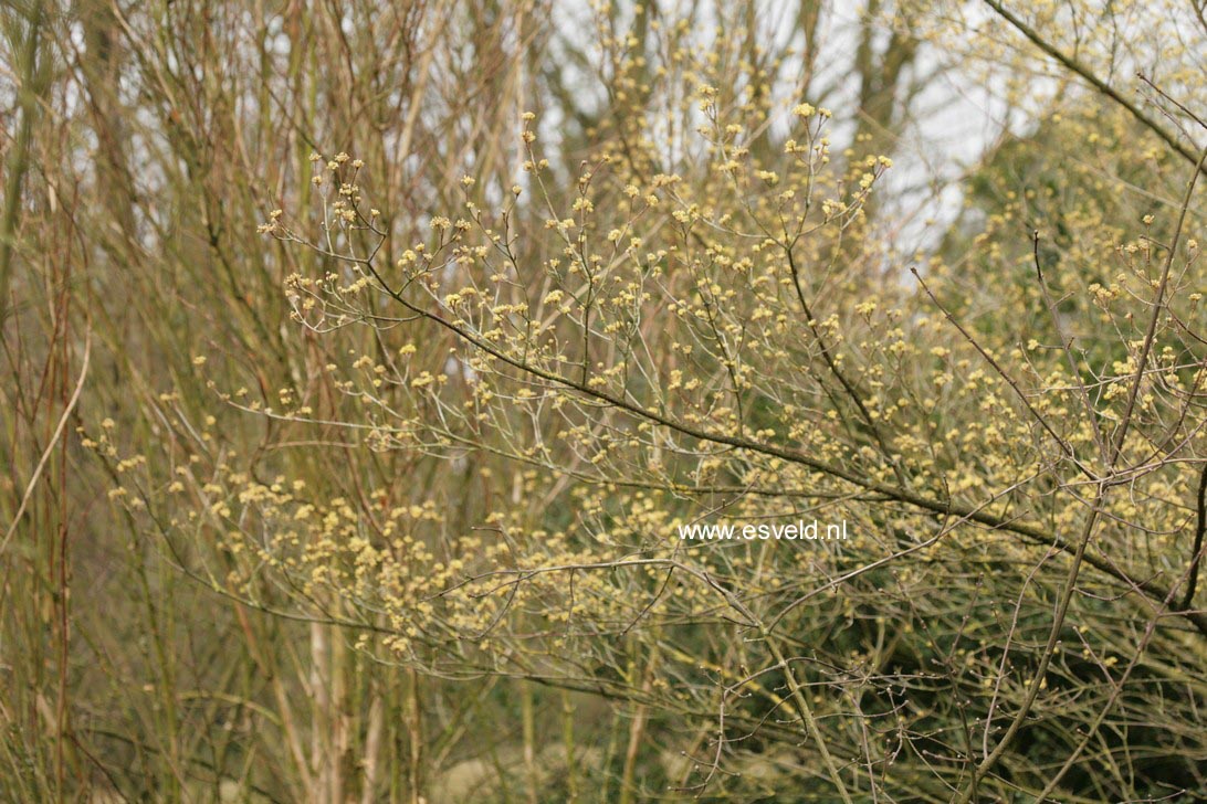 Cornus officinalis